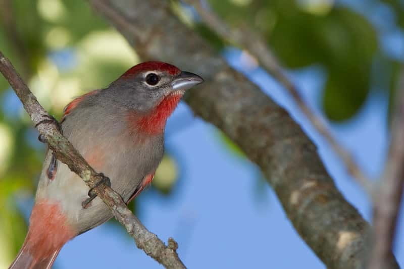 Cancun: Private Birdwatching Tour - Why an early jungle walk works so well
