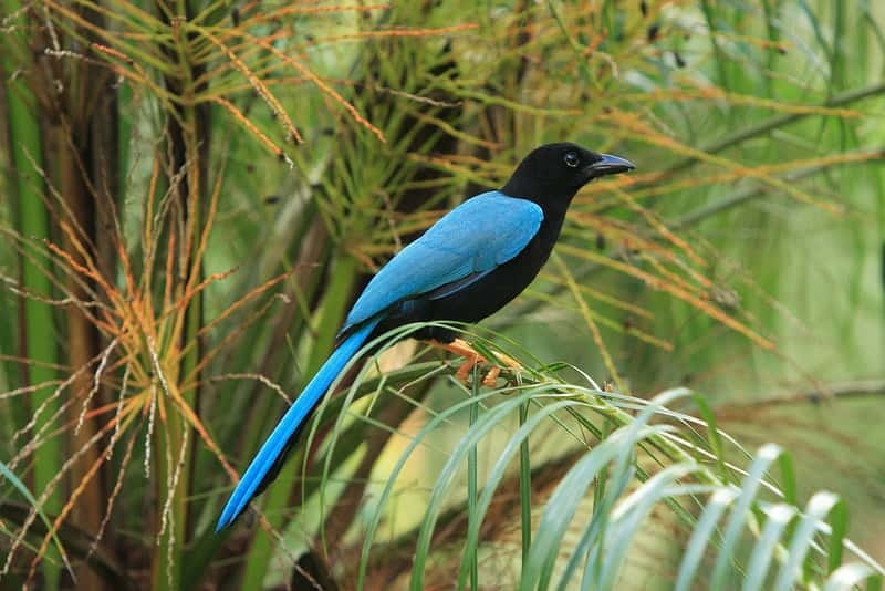 Cancun: Private Birdwatching Tour - Hiking through the Mayan jungle at 6:40 am