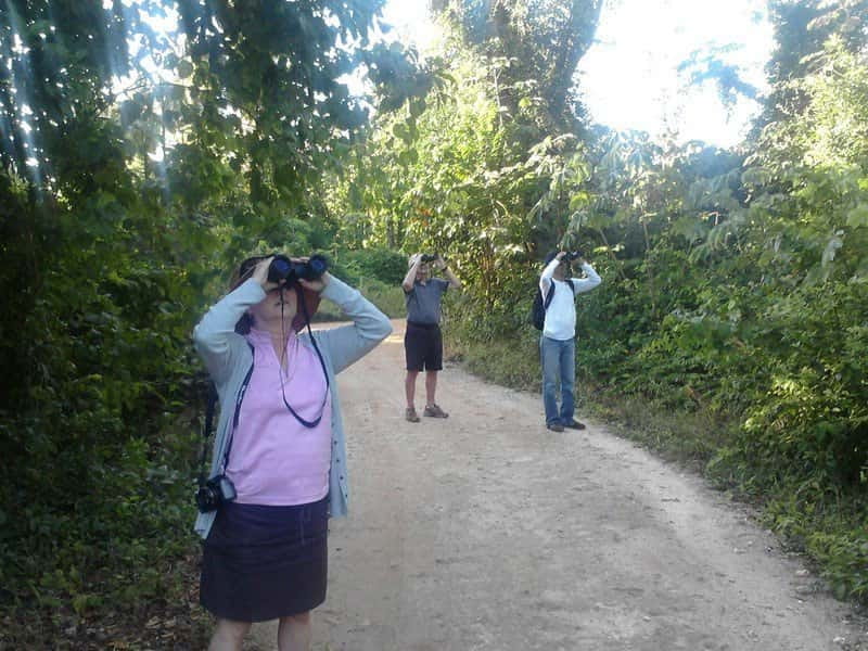 Cancun: Private Birdwatching Tour - The birds you may see in Quintana Roo