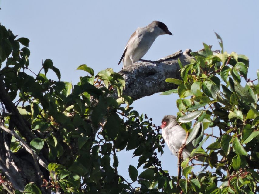 Cancun: Private Birdwatching Tour - A guide who teaches by sound and patience