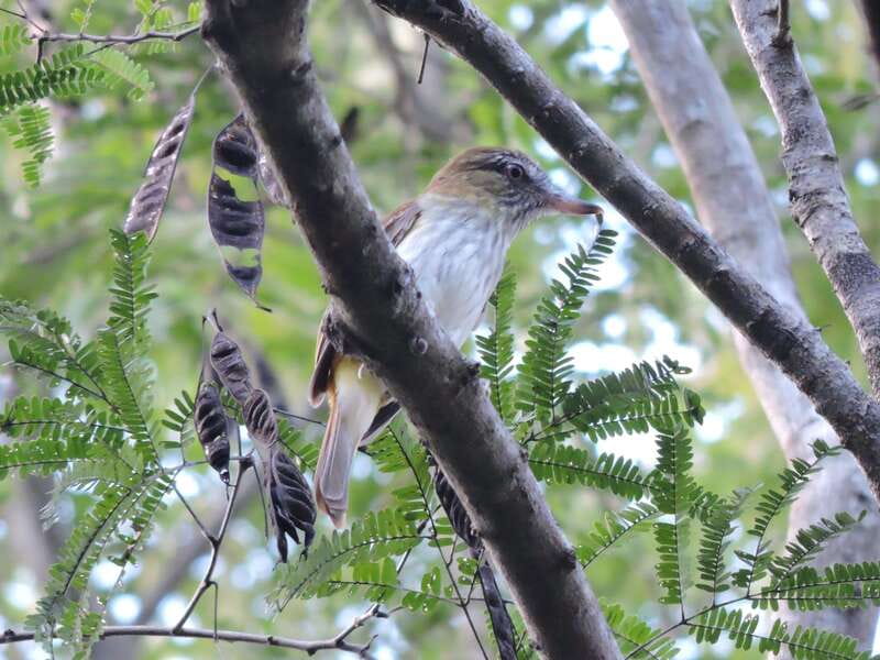 Cancun: Private Birdwatching Tour - The 9:30 am snack stop