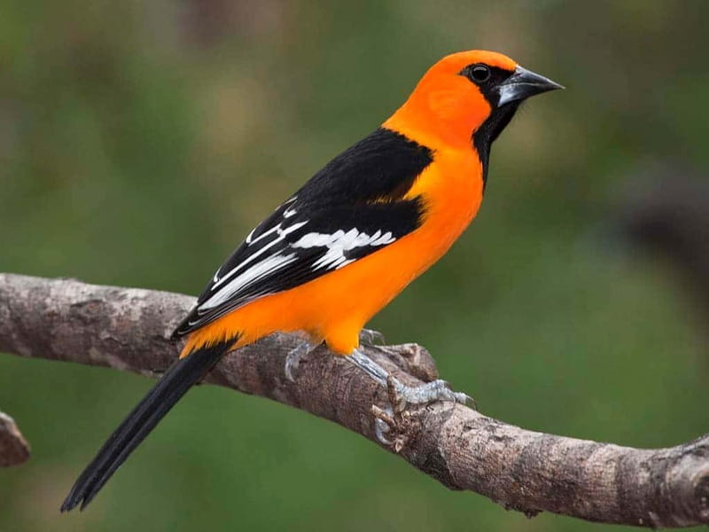 Cancun: Private Birdwatching Tour - Meeting Carlos before sunrise