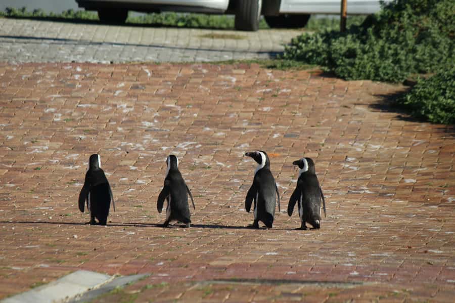 Cape Agulhas, Hermanus & Stoney point Penguins full Day Tour - Reaching Struisbaai and Cape Agulhas