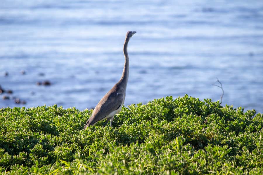 Cape Agulhas, Hermanus & Stoney point Penguins full Day Tour - The drive back to Cape Town