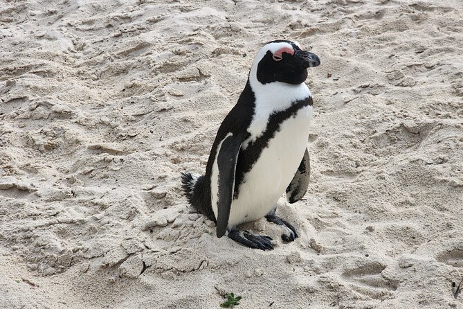 Cape Agulhas, Hermanus Whale Watching, Penguins and Wine Tasting - The return via Clarence Drive is scenic but tiring