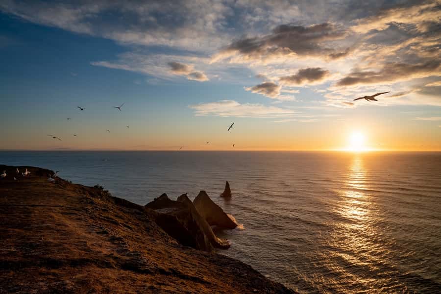 Cape Kidnappers: Gannet Colony Exclusive Sunrise Tour - Key points to know before booking