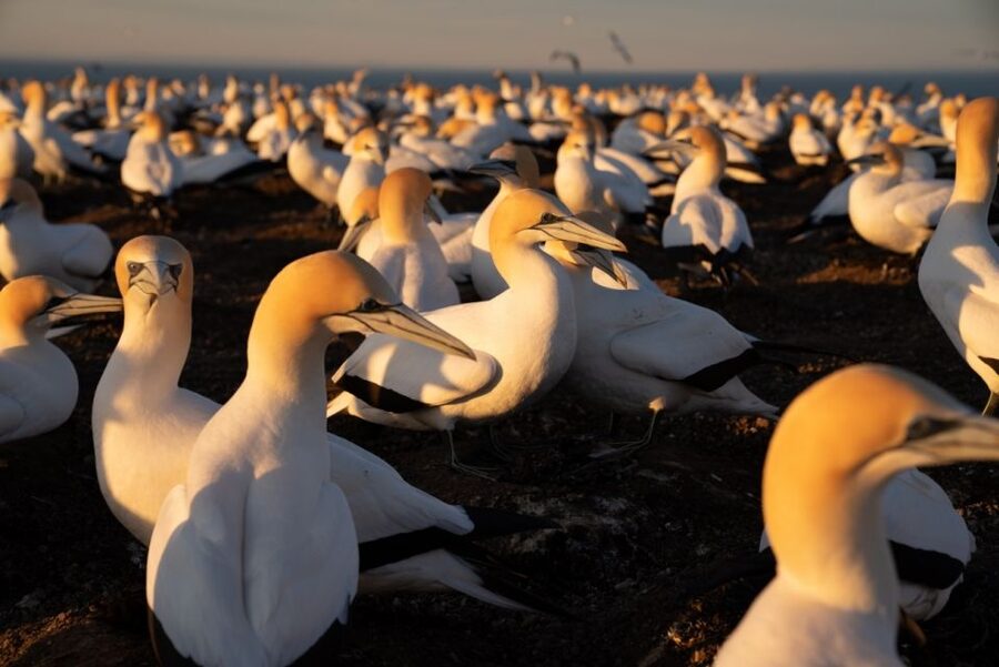 Cape Kidnappers: Gannet Colony Exclusive Sunrise Tour - Who will enjoy this outing most?