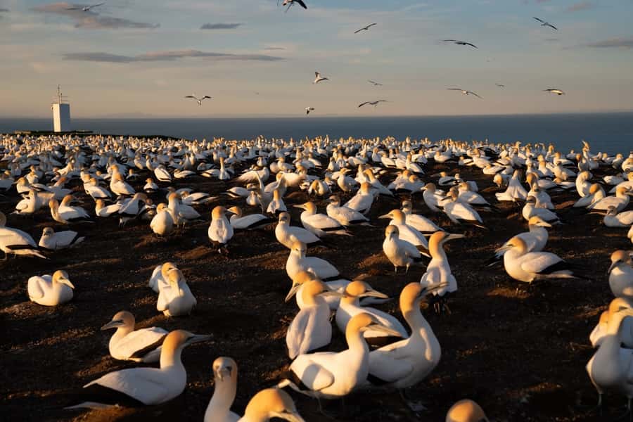 Cape Kidnappers: Gannet Colony Exclusive Sunrise Tour - Crossing the 2,500-hectare Cape Kidnappers Station