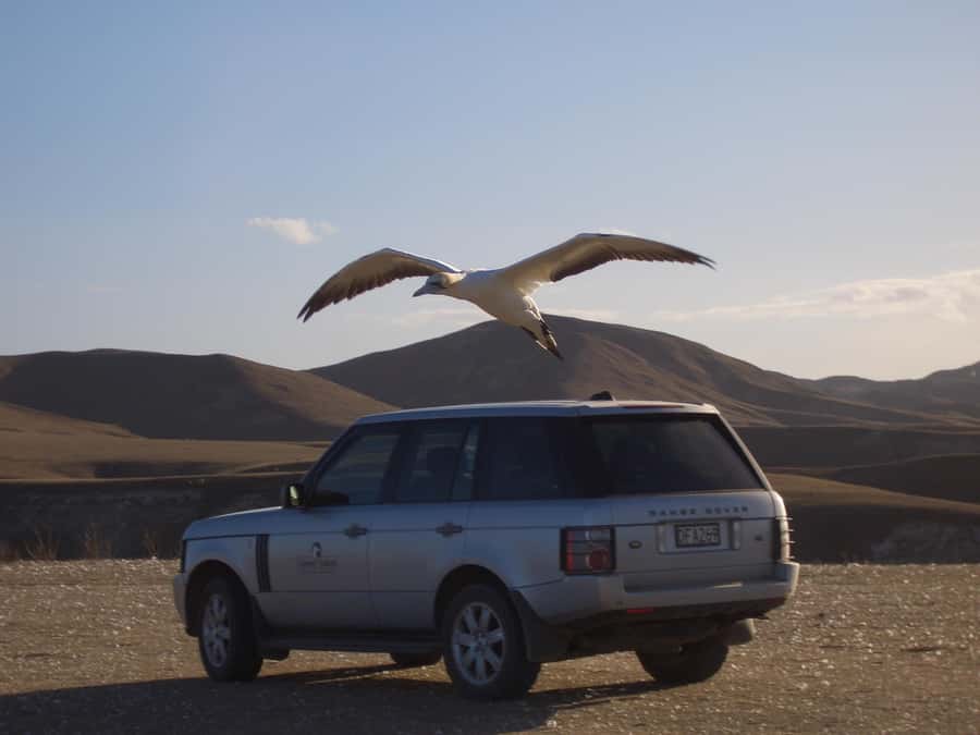 Cape Kidnappers Gannet Colony Private Tour - Key points at a glance