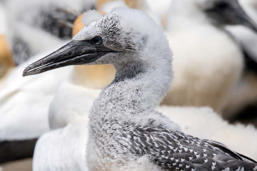 Cape Kidnappers Gannet Colony Private Tour - Getting to know Cape Kidnappers Station