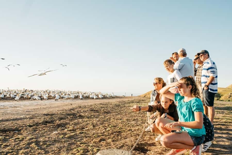 Cape Kidnappers Gannet Colony Private Tour - Hawke’s Bay views from the cliff tops