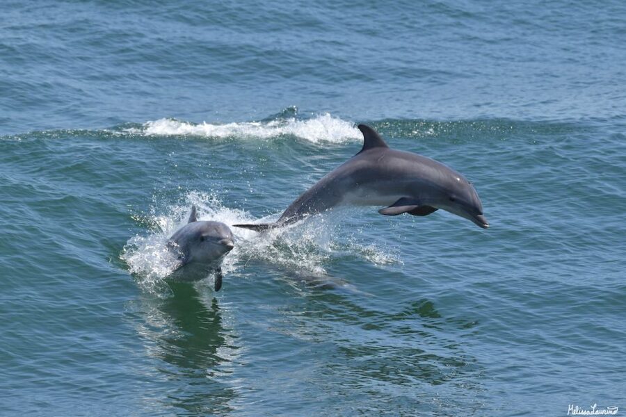 Cape May: Dolphin and Bird Watching Cruise - Key points to know before you go