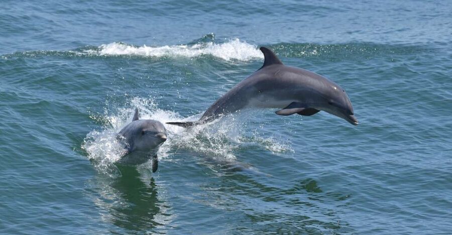 Cape May: Dolphin and Bird Watching Cruise - The bird-watching question