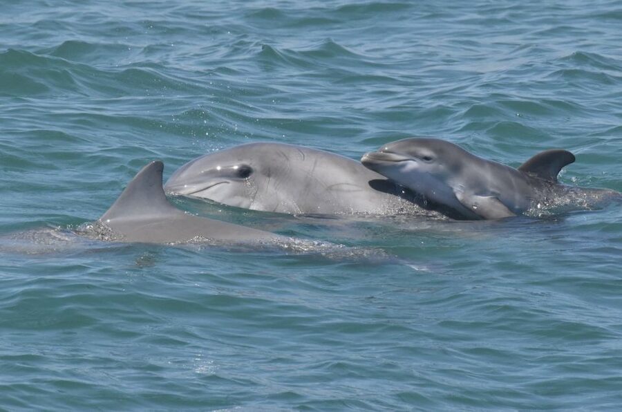 Cape May: Dolphin and Bird Watching Cruise - Water conditions and comfort