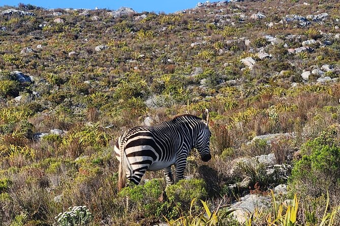 Cape of Good Hope and Penguin Beach Tour in Cape Town - Hout Bay and the Seal Island Option