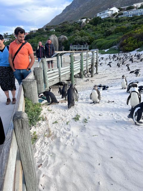 Cape of Good Hope and Penguins Full-Day Private Tour - What the $211 price really covers