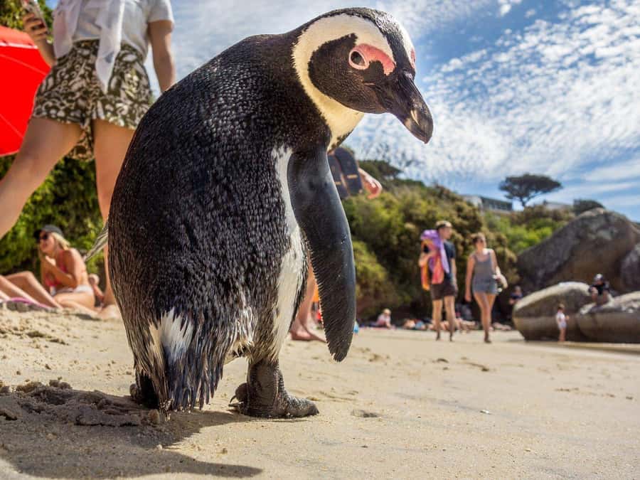 Cape of Good Hope and Penguins Full-Day Private Tour - Boulders Beach and the African penguin colony