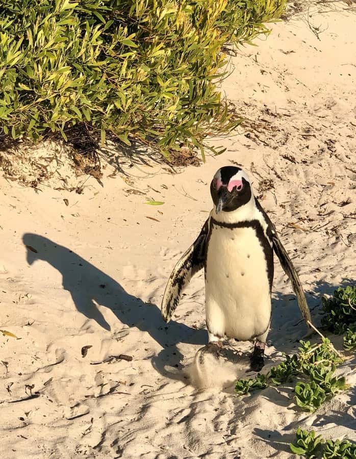 Cape of Good Hope and Penguins Full-Day Private Tour - Cape of Good Hope and the meeting of two currents
