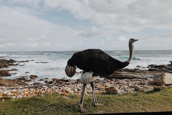 Cape Of Good Hope and Penguins Full Day Small Group Tour from Cape Town - Chapman’s Peak is a highlight in its own right