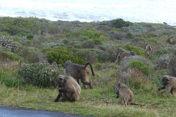 Cape of Good Hope and Penguins Full-Day Tour from Cape Town - Why This Tour Makes Sense Instead of Driving
