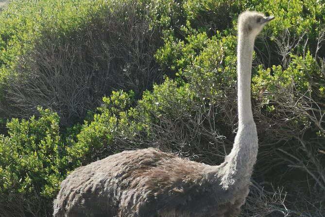 Cape of Good Hope and Penguins Full-Day Tour from Cape Town - Clifton and Camps Bay Show Cape Town’s Glamorous Side