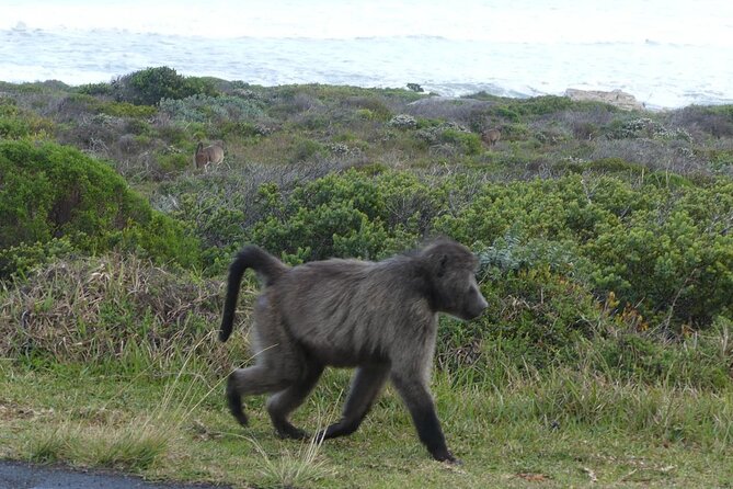 Cape of Good Hope and Penguins Full-Day Tour from Cape Town - Hout Bay Offers the Day’s First Choice