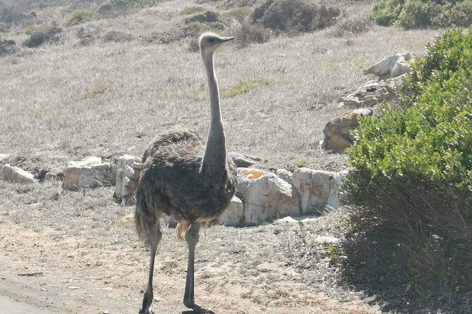 Cape of Good Hope and Penguins Full-Day Tour from Cape Town - Noordhoek Farm Village Is a Useful Coffee Break
