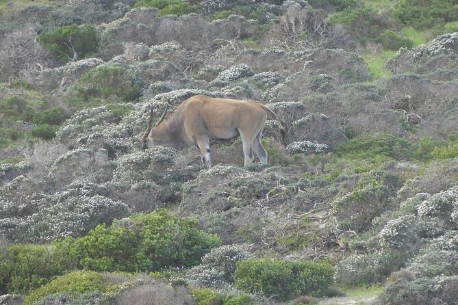 Cape of Good Hope and Penguins Full-Day Tour from Cape Town - Cape Point Nature Reserve Deserves the Longest Stop