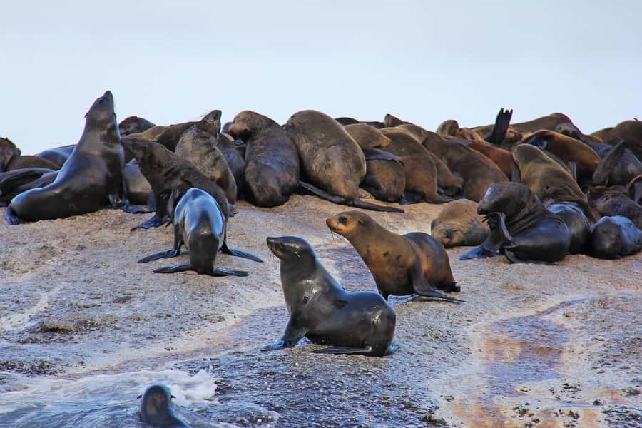 Cape of Good Hope and Penguins Private Tour with Entry Fees - Noordhoek Farm Village gives you a useful pause