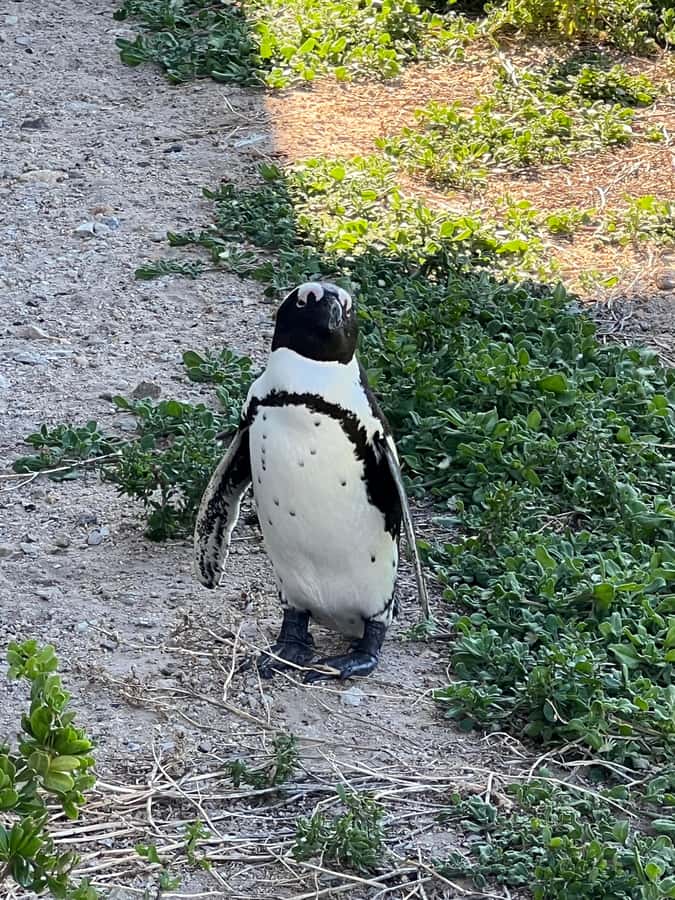 Cape of Good Hope and Penguins Private Tour with Entry Fees - Fish Hoek and Muizenberg complete the return