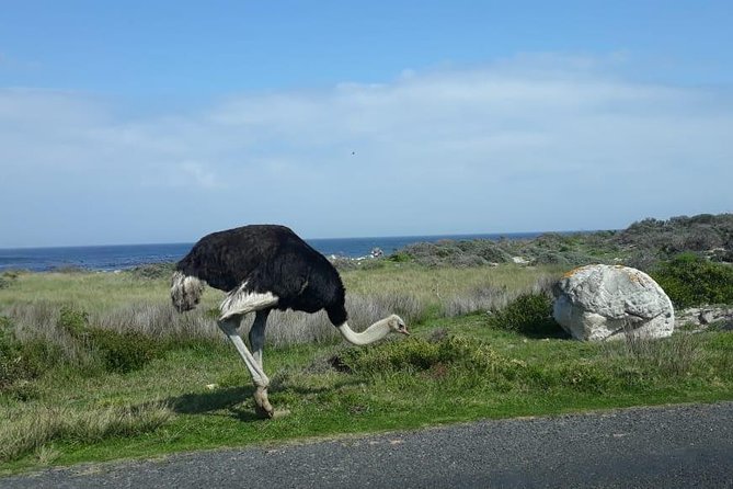 Cape of Good Hope and Penguins - Small Group - Full day - Why this Cape Peninsula day works