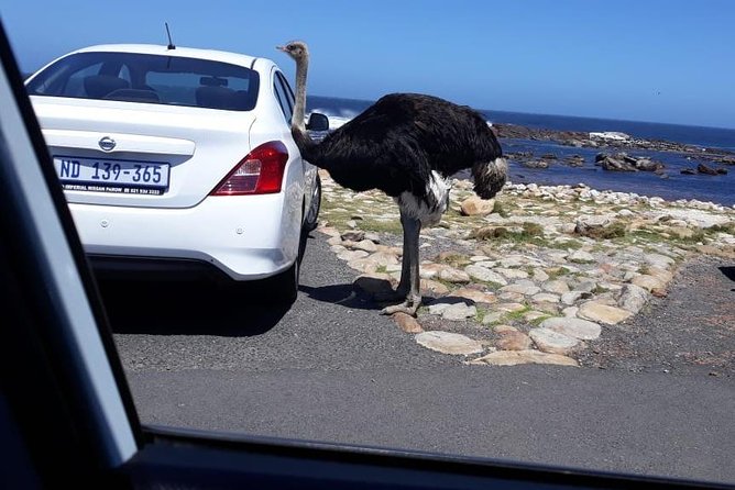 Cape of Good Hope and Penguins - Small Group - Full day - Boulders Beach brings you close to African penguins