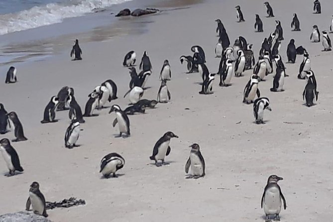 Cape of Good Hope and Penguins - Small Group - Full day - Bo-Kaap starts the morning with color and context