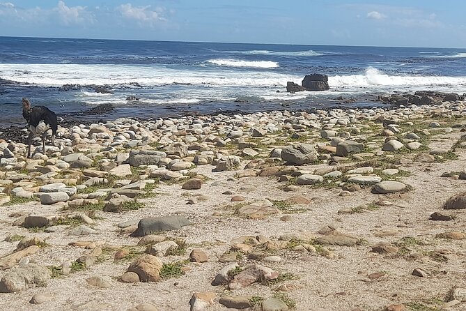 Cape of good hope and penguins small group Tours - Hout Bay adds a working harbor and optional seal trip