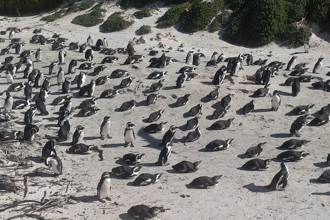 Cape of good hope and penguins small group Tours - Chapmans Peak is a short stop with a big view