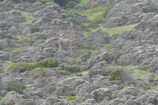 Cape of good hope and penguins small group Tours - Cape Point Nature Reserve is the day’s main outdoor section