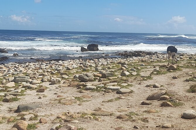 Cape of good hope and penguins small group Tours - Cape of Good Hope gives you the classic photo stop