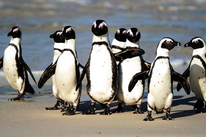 Cape Of Good Hope and Penguins viewing Private Tour - A private start from Cape Town