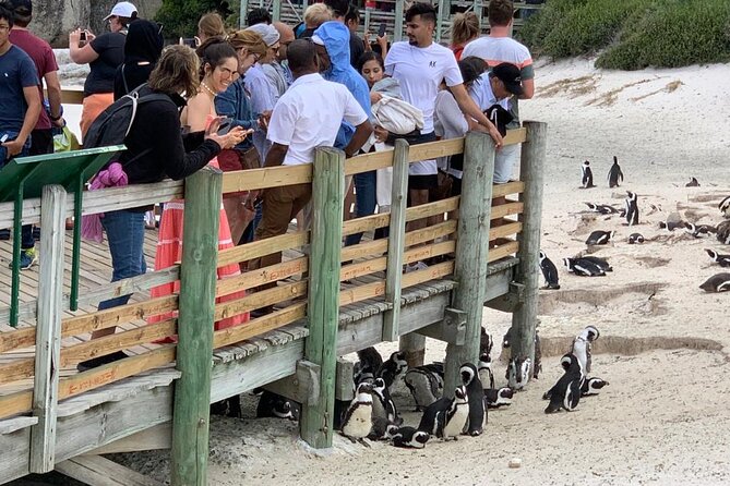 Cape Of Good Hope and Penguins viewing Private Tour - Cape of Good Hope: allow time for the main park visit