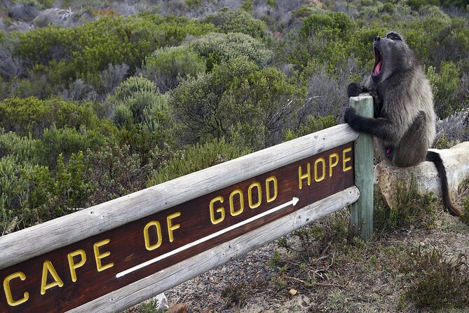 Cape of Good Hope & Boulder Penguins Full-Day Tour from Cape Town - Why this Cape Peninsula day works so well