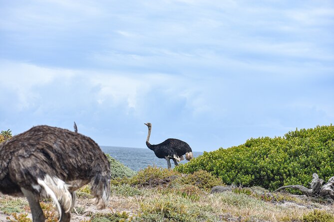 Cape of Good Hope & Boulder Penguins Full-Day Tour from Cape Town - Simon’s Town and the best-known penguin stop