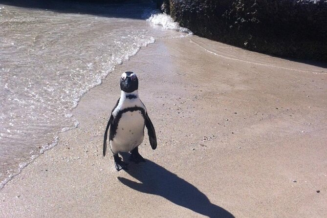 Cape of Good Hope, Boulders Beach Penguins and Wine (Traveler's Choice Award) - What the private vehicle and guide add
