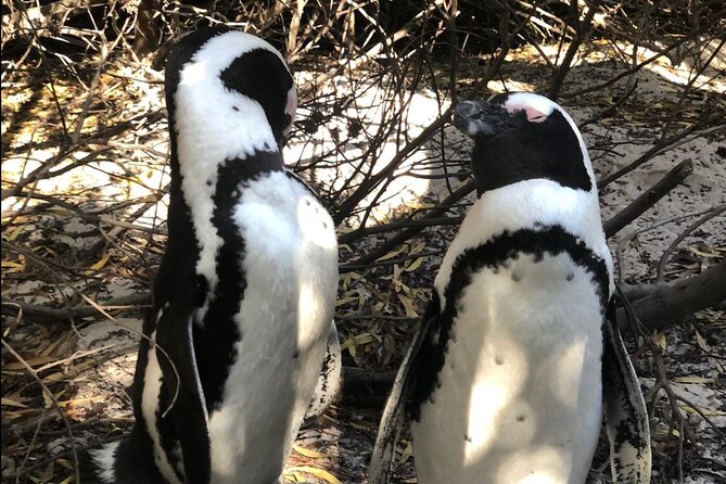 Cape of Good Hope, Boulders Beach Penguins and Wine (Traveler's Choice Award) - Cape Point Nature Reserve takes the largest share