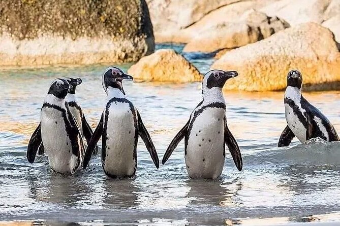 Cape of Good Hope, Cape Point, Penguins & Bo Kaap Full-Day Tour - Noordhoek offers a short coffee pause