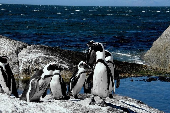 Cape of Good Hope, Cape Point & Penguins Private Afternoon Tour - Cape Point gives you a choice: walk or take the funicular