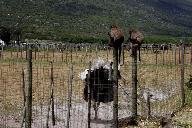 Cape of Good Hope, Cape Point & Penguins Private Afternoon Tour - Boulders Beach is the wildlife highlight