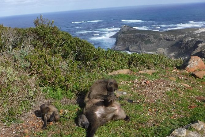 Cape of Good Hope, Cape Point & Penguins Private customizable Full Day Tour - Maiden’s Cove and Camps Bay begin the day