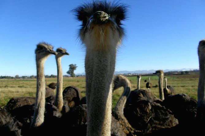 Cape of Good Hope, Cape Point & Penguins Private customizable Full Day Tour - Kommetjie and Witsand add quieter coastal views
