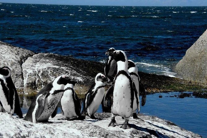 Cape of Good Hope, Cape Point & Penguins Private customizable Full Day Tour - Cape Point: walk, ride, or do both
