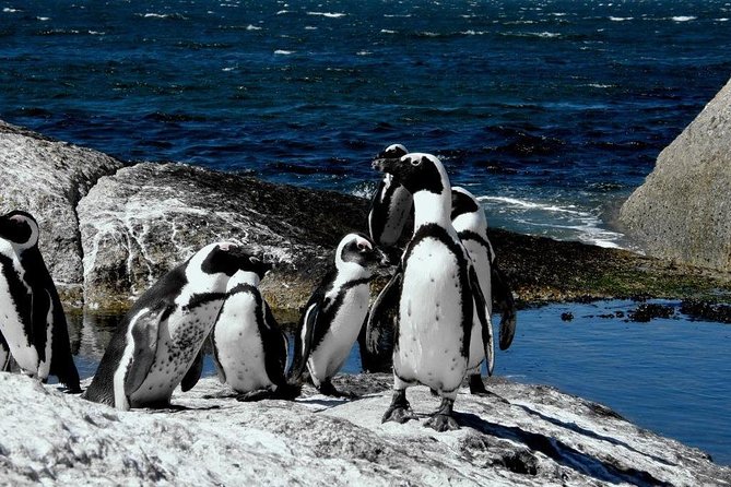 Cape of Good hope, Cape Point & Penguins, Private Morning Tour - The Cape of Good Hope viewpoint